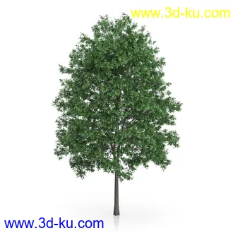 树木模型合集,绿色植物,各种树模型合集共42个的图片