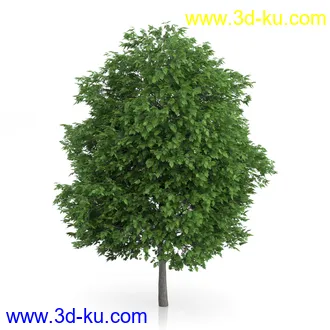 树木模型合集,绿色植物,各种树模型合集共42个的图片