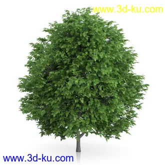 树木模型合集,绿色植物,各种树模型合集共42个的图片