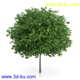 树木模型合集,绿色植物,各种树模型合集共42个的图片