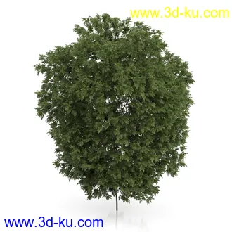 树木模型合集,绿色植物,各种树模型合集共42个的图片