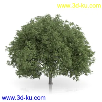 树木模型合集,绿色植物,各种树模型合集共42个的图片