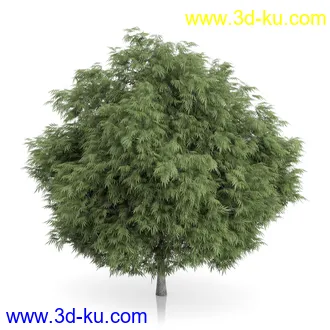 树木模型合集,绿色植物,各种树模型合集共42个的图片