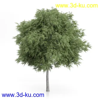 树木模型合集,绿色植物,各种树模型合集共42个的图片