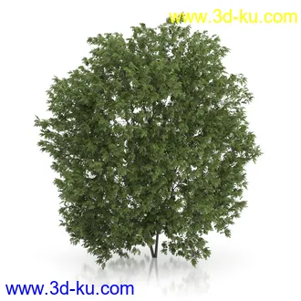 树木模型合集,绿色植物,各种树模型合集共42个的图片