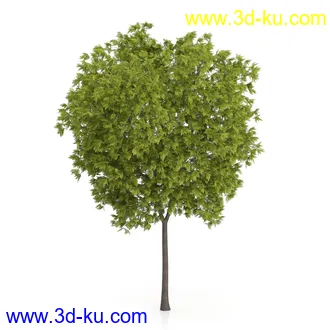 树木模型合集,绿色植物,各种树模型合集共42个的图片