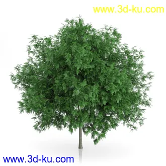 树木模型合集,绿色植物,各种树模型合集共42个的图片