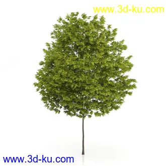 树木模型合集,绿色植物,各种树模型合集共42个的图片