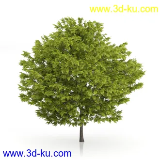 树木模型合集,绿色植物,各种树模型合集共42个的图片