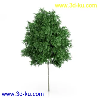 树木模型合集,绿色植物,各种树模型合集共42个的图片