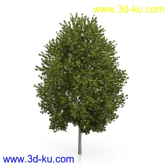 树木模型合集,绿色植物,各种树模型合集共42个的图片