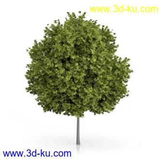 树木模型合集,绿色植物,各种树模型合集共42个的图片