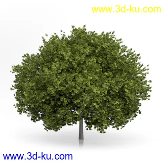 树木模型合集,绿色植物,各种树模型合集共42个的图片