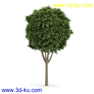 树模型合集,树木模型,共21个植物模型的图片4