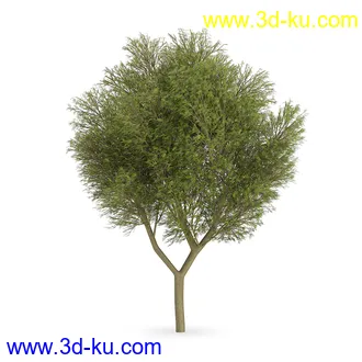 树模型合集,树木模型,共21个植物模型的图片5