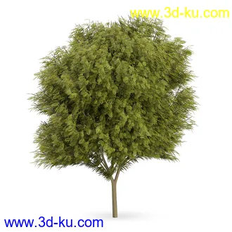 树模型合集,树木模型,共21个植物模型的图片