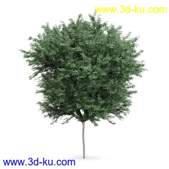 树模型合集,树木模型,共21个植物模型的图片