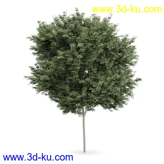 树模型合集,树木模型,共21个植物模型的图片