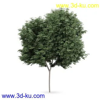 树模型合集,树木模型,共21个植物模型的图片