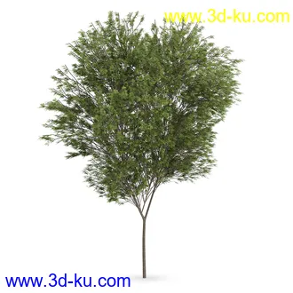 树模型合集,树木模型,共21个植物模型的图片