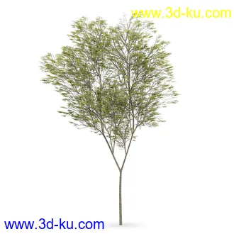 树模型合集,树木模型,共21个植物模型的图片