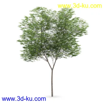 树模型合集,树木模型,共21个植物模型的图片