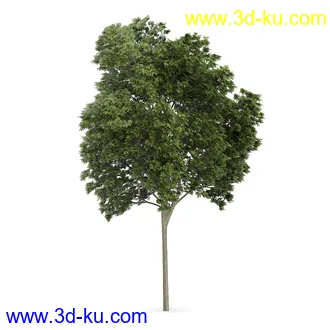 树模型合集,树木模型,共21个植物模型的图片