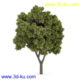 树模型合集,树木模型,共21个植物模型的图片