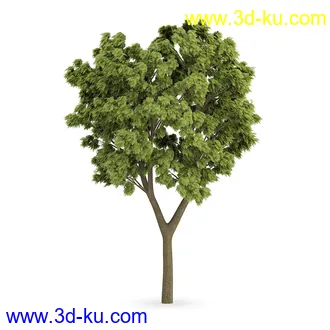 树模型合集,树木模型,共21个植物模型的图片