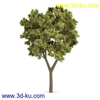 树模型合集,树木模型,共21个植物模型的图片