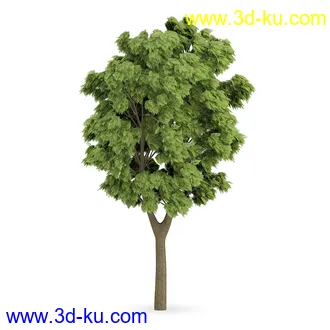 树模型合集,树木模型,共21个植物模型的图片