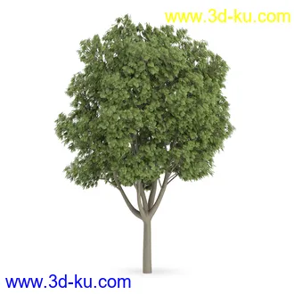 树模型合集,树木模型,共21个植物模型的图片