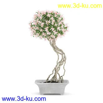 花卉模型,玫瑰花,木犀,蒲公英,桃花,菊花,向日葵,郁金香,六月雪,蛇床,土人参,瓜叶菊,蝴蝶兰,风信子,薰衣草,非洲菊等模型26个的图片