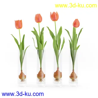 花卉模型,玫瑰花,木犀,蒲公英,桃花,菊花,向日葵,郁金香,六月雪,蛇床,土人参,瓜叶菊,蝴蝶兰,风信子,薰衣草,非洲菊等模型26个的图片21