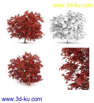 枫树模型,花草,花圃,大花葱,芦荟,肾蕨,天竺葵,玉簪,火炬花,蒲苇,七彩铁,向日葵,塔柏,铁线蕨,吊兰,番红花等各类花模型31个的图片2