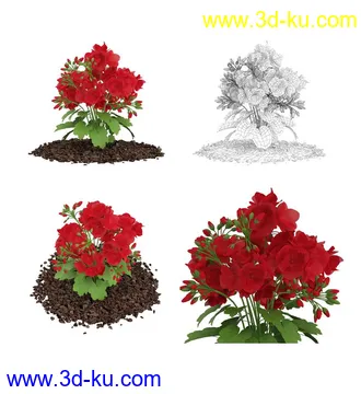 枫树模型,花草,花圃,大花葱,芦荟,肾蕨,天竺葵,玉簪,火炬花,蒲苇,七彩铁,向日葵,塔柏,铁线蕨,吊兰,番红花等各类花模型31个的图片3