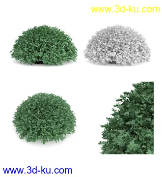 枫树模型,花草,花圃,大花葱,芦荟,肾蕨,天竺葵,玉簪,火炬花,蒲苇,七彩铁,向日葵,塔柏,铁线蕨,吊兰,番红花等各类花模型31个的图片4