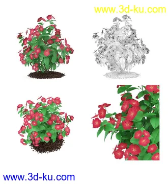 枫树模型,花草,花圃,大花葱,芦荟,肾蕨,天竺葵,玉簪,火炬花,蒲苇,七彩铁,向日葵,塔柏,铁线蕨,吊兰,番红花等各类花模型31个的图片5