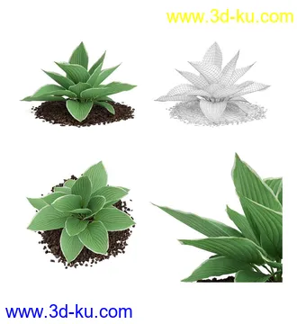 枫树模型,花草,花圃,大花葱,芦荟,肾蕨,天竺葵,玉簪,火炬花,蒲苇,七彩铁,向日葵,塔柏,铁线蕨,吊兰,番红花等各类花模型31个的图片6