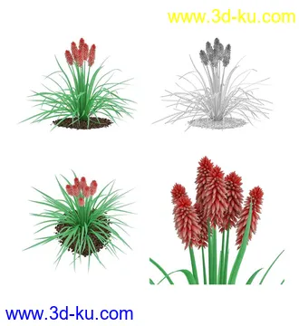 枫树模型,花草,花圃,大花葱,芦荟,肾蕨,天竺葵,玉簪,火炬花,蒲苇,七彩铁,向日葵,塔柏,铁线蕨,吊兰,番红花等各类花模型31个的图片7