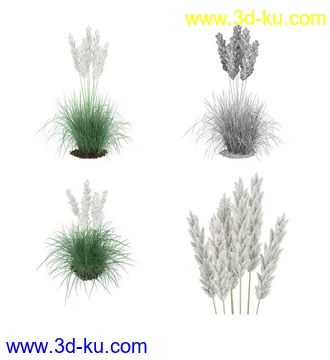 枫树模型,花草,花圃,大花葱,芦荟,肾蕨,天竺葵,玉簪,火炬花,蒲苇,七彩铁,向日葵,塔柏,铁线蕨,吊兰,番红花等各类花模型31个的图片8