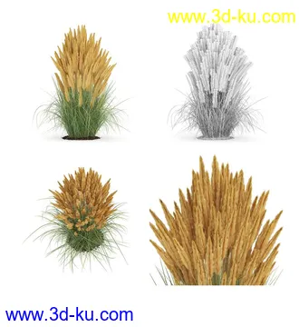 枫树模型,花草,花圃,大花葱,芦荟,肾蕨,天竺葵,玉簪,火炬花,蒲苇,七彩铁,向日葵,塔柏,铁线蕨,吊兰,番红花等各类花模型31个的图片9