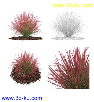 枫树模型,花草,花圃,大花葱,芦荟,肾蕨,天竺葵,玉簪,火炬花,蒲苇,七彩铁,向日葵,塔柏,铁线蕨,吊兰,番红花等各类花模型31个的图片11