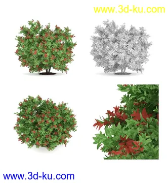 枫树模型,花草,花圃,大花葱,芦荟,肾蕨,天竺葵,玉簪,火炬花,蒲苇,七彩铁,向日葵,塔柏,铁线蕨,吊兰,番红花等各类花模型31个的图片12