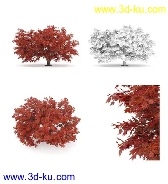 枫树模型,花草,花圃,大花葱,芦荟,肾蕨,天竺葵,玉簪,火炬花,蒲苇,七彩铁,向日葵,塔柏,铁线蕨,吊兰,番红花等各类花模型31个的图片13