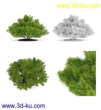 枫树模型,花草,花圃,大花葱,芦荟,肾蕨,天竺葵,玉簪,火炬花,蒲苇,七彩铁,向日葵,塔柏,铁线蕨,吊兰,番红花等各类花模型31个的图片14