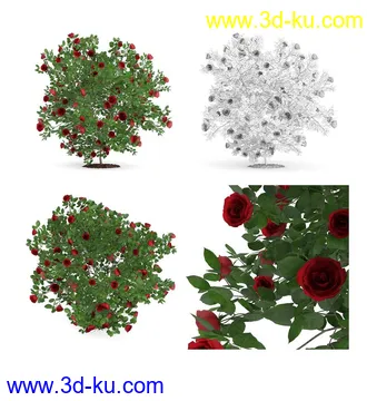 枫树模型,花草,花圃,大花葱,芦荟,肾蕨,天竺葵,玉簪,火炬花,蒲苇,七彩铁,向日葵,塔柏,铁线蕨,吊兰,番红花等各类花模型31个的图片15