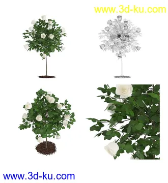 枫树模型,花草,花圃,大花葱,芦荟,肾蕨,天竺葵,玉簪,火炬花,蒲苇,七彩铁,向日葵,塔柏,铁线蕨,吊兰,番红花等各类花模型31个的图片16