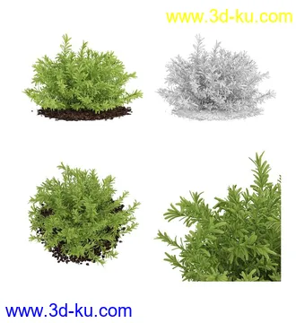 枫树模型,花草,花圃,大花葱,芦荟,肾蕨,天竺葵,玉簪,火炬花,蒲苇,七彩铁,向日葵,塔柏,铁线蕨,吊兰,番红花等各类花模型31个的图片17