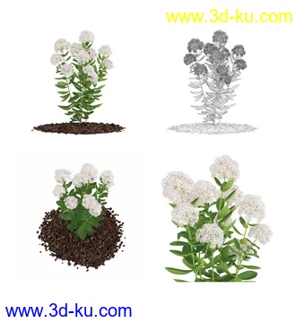 枫树模型,花草,花圃,大花葱,芦荟,肾蕨,天竺葵,玉簪,火炬花,蒲苇,七彩铁,向日葵,塔柏,铁线蕨,吊兰,番红花等各类花模型31个的图片18